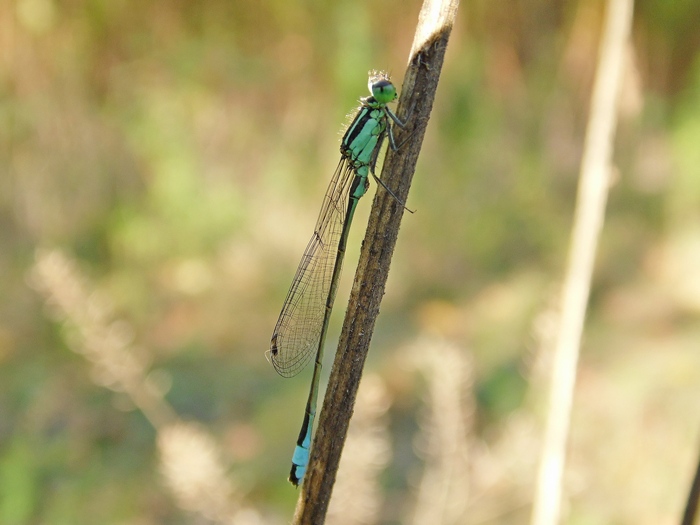 Libellule del Parco del Ticino